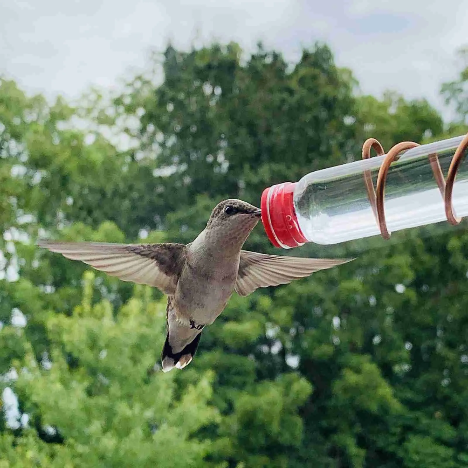 Reusable Modern Style Hummingbird Feeder Handcrafted Hanging Portable Window Suction Cup Sweet Feeder for Garden Supplies 1pcs