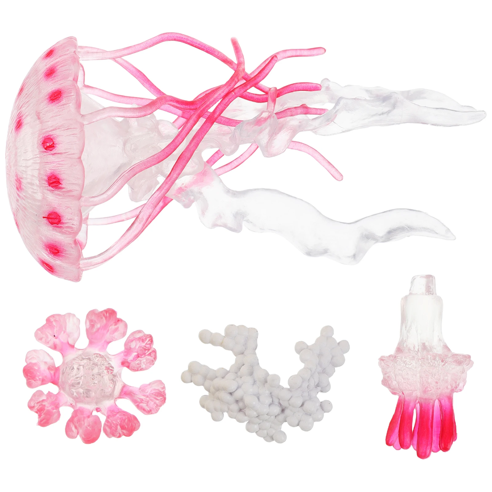 

1 Set Simulated Jellyfish Life Cycle Educational For Kids Science Learning Kit Preschool Cognitive Development Game Ocean Animal