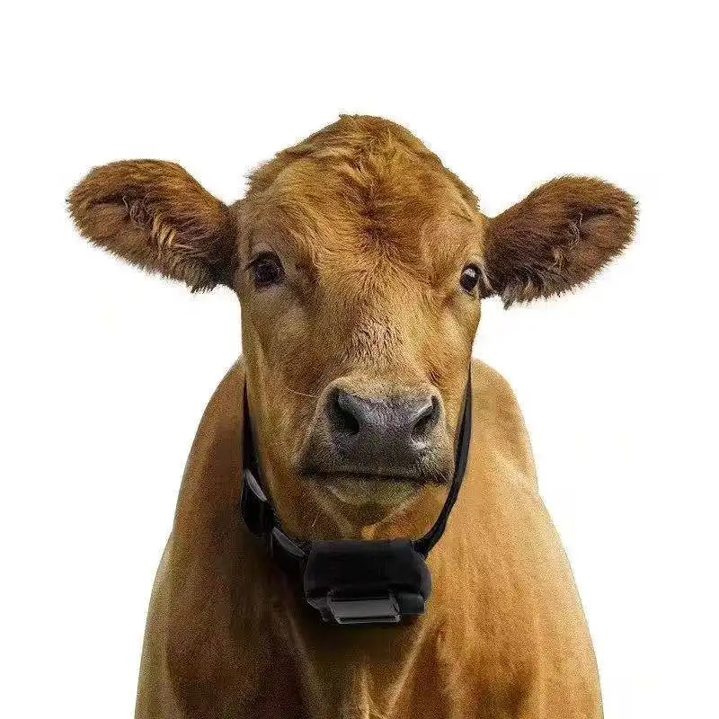 10000mAh Livestock Cow Gps Tracker Cattle Gps Collar Live Tracking Horse Sheep Pet Gps Tracker Mini Waterproof Cow   Locator