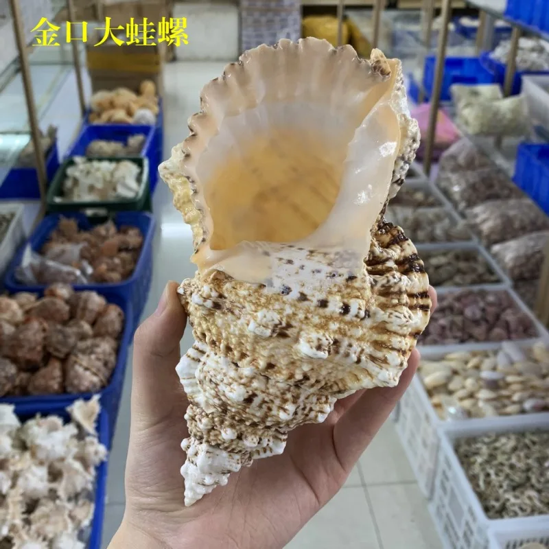 Natural Conch Shell Fish Tank Aquascape Window Display Grouper Snail 15-28cm