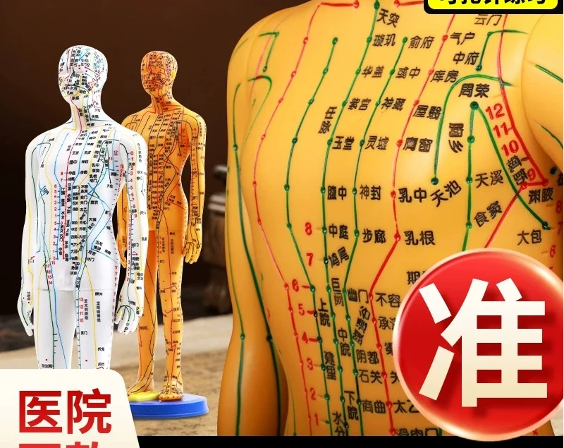 Acupuncture and Moxibustion Meridian Human Model Acupoints Whole Body Map Twelve Copper Man Simulation Humanoid