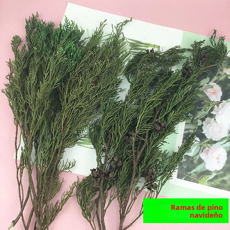 Flores Eternas para el Día de San Vntín, Ramas de Pino , Hojas de Ciprés les Planas, Material Decorativo para R...