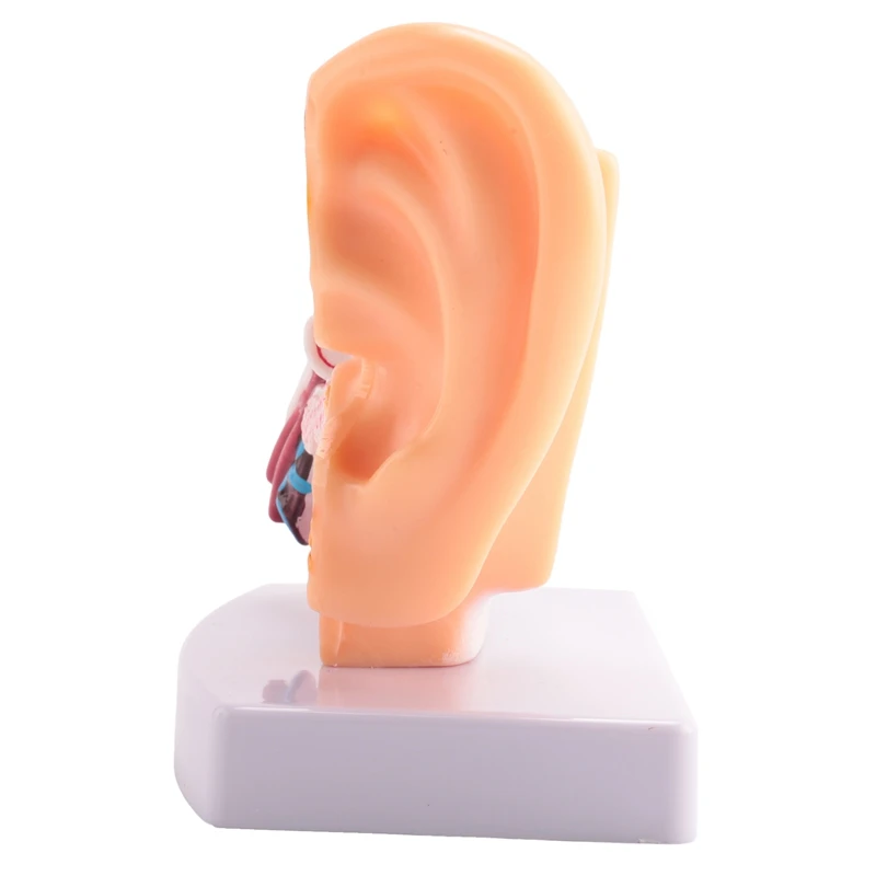 ●1.5 Times Human Ear Anatomy Model Showing Organs Structure Of the Central and External Ears Teaching Supplies-ROWI