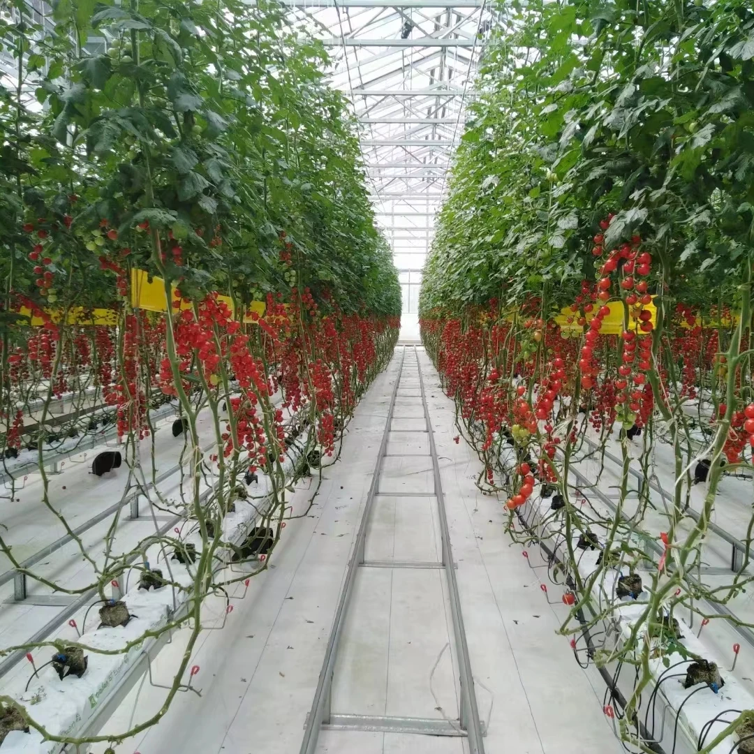 

Customized greenhouseDutch Tech Glass Greenhouse: Automated Hydroponic Tomato System Climate Control Greenhouse
