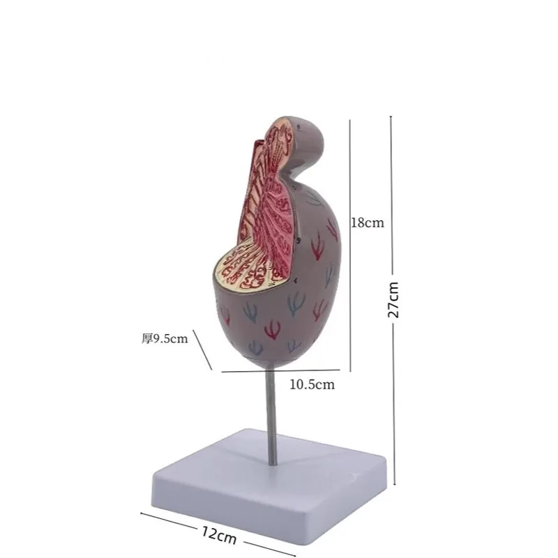 Modelo Anatômico de Estrutura Testicular Sistema Reprodutor Masculino e Modelo de Urologia