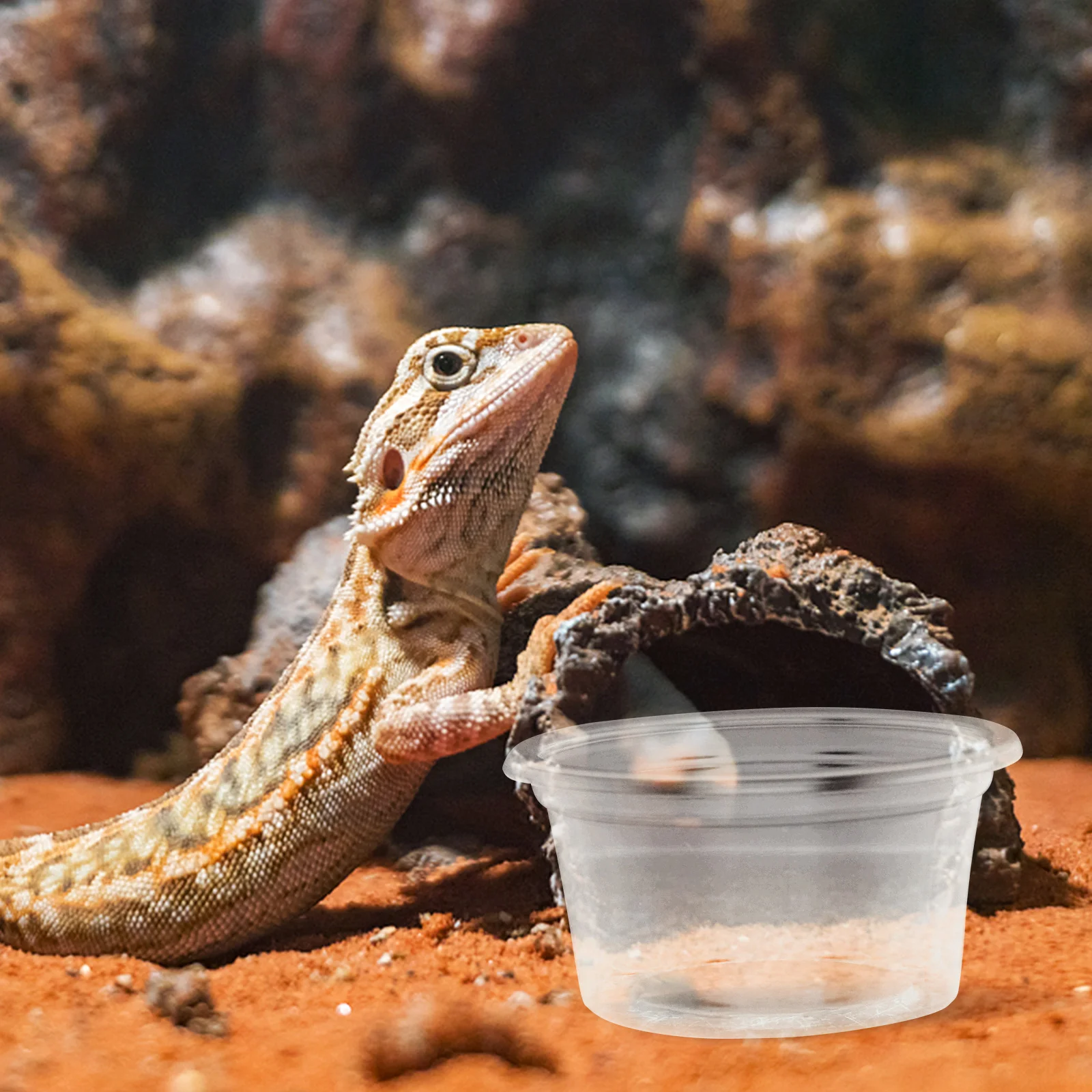 20 Pcs Reptile Water Box Leopard Gecko Animal Reusable Dish Transparent Food Cup Daily Use Wear-resistant Multi-function