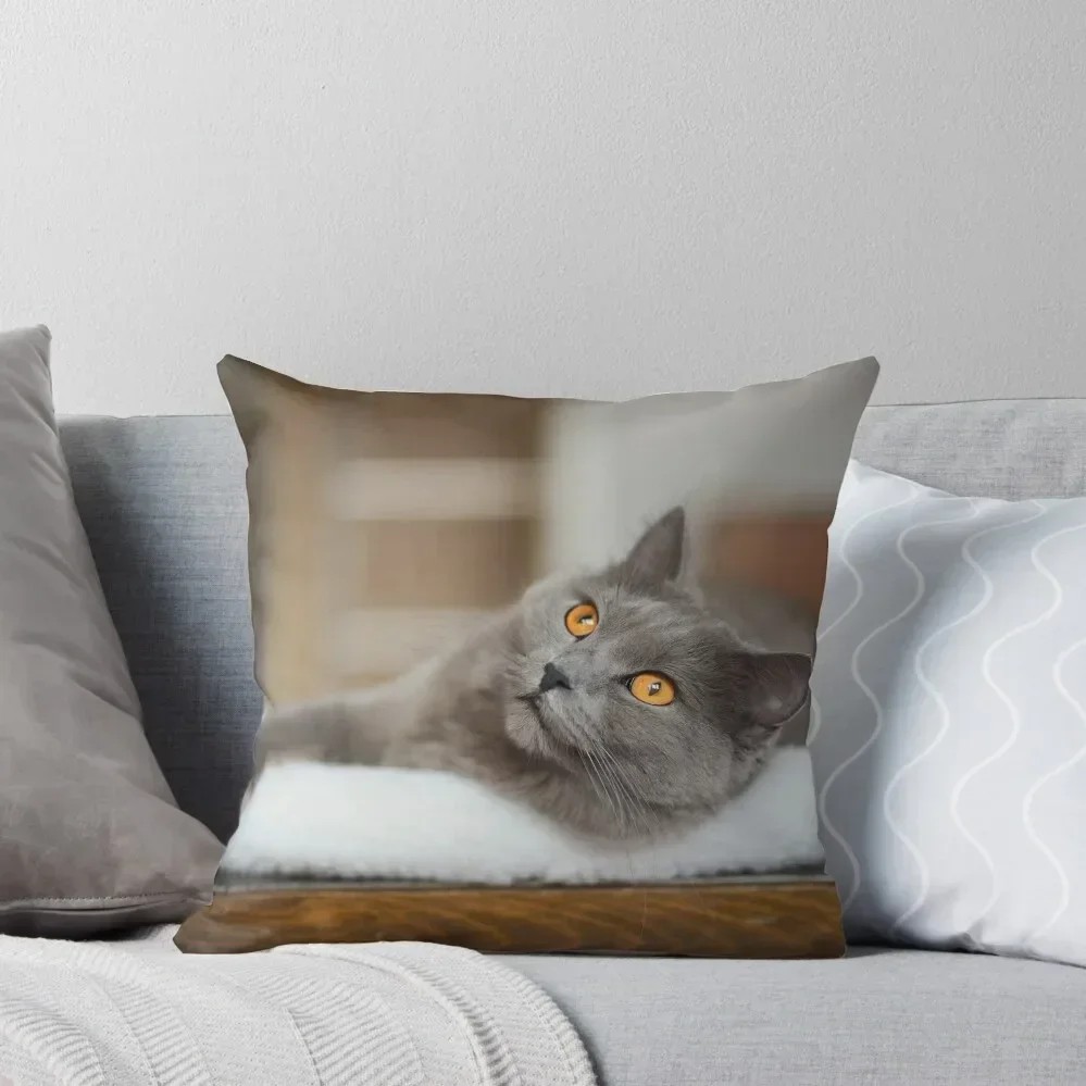 

Chartreux cat Throw Pillow Covers For Sofas sleeping pillows luxury home accessories Decorative pillowcase pillow
