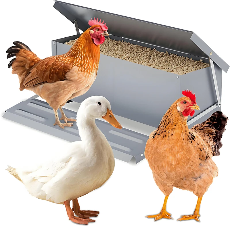 

Automatic Feeder, Chicken Feed Trough, Poultry Feeding Box, Chicken Feed Dispenser, Poultry Feeding Equipment, Chick Millet Feed