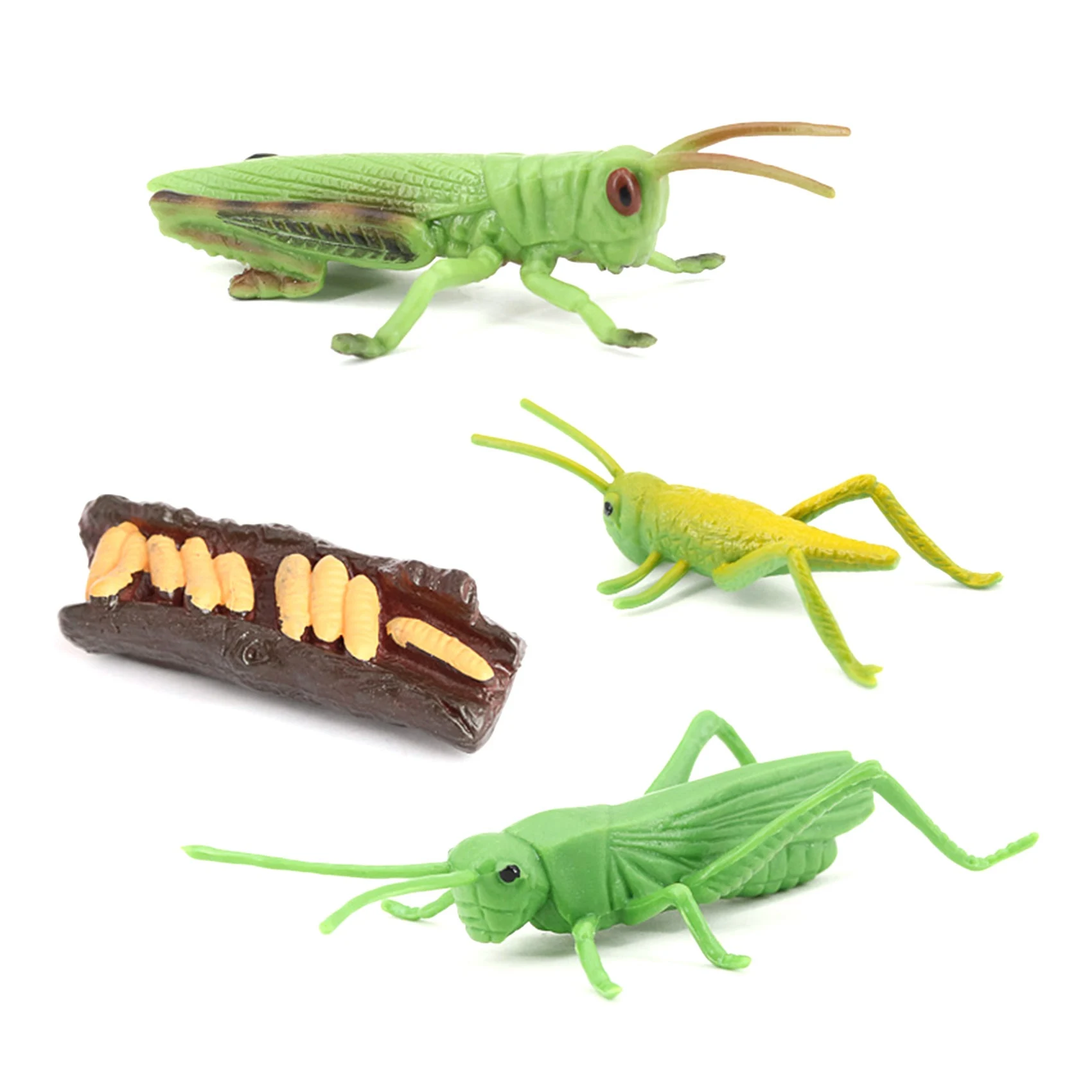 Simulation Locust Animal Life Cycle,Insect Growth Cycle Model Locust Animals Growth Cycle Model Educational Kids Toys A