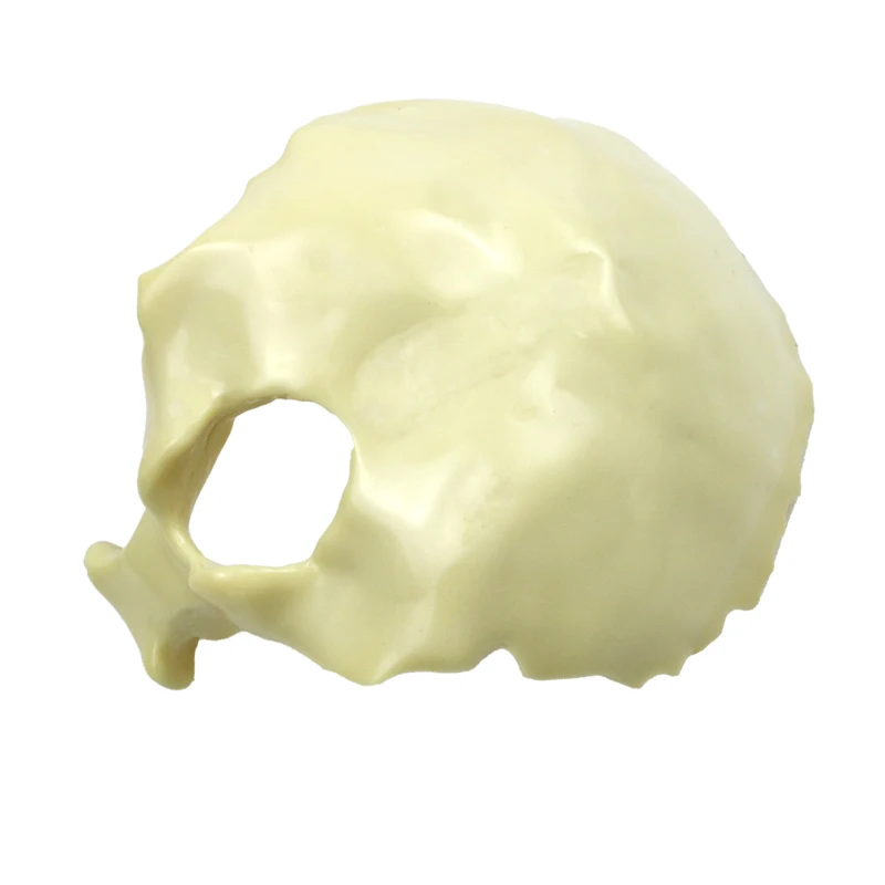 

Medical Occipital Practice Drilling Model Solid Foam Occipital Bone Model for Cut Drilling