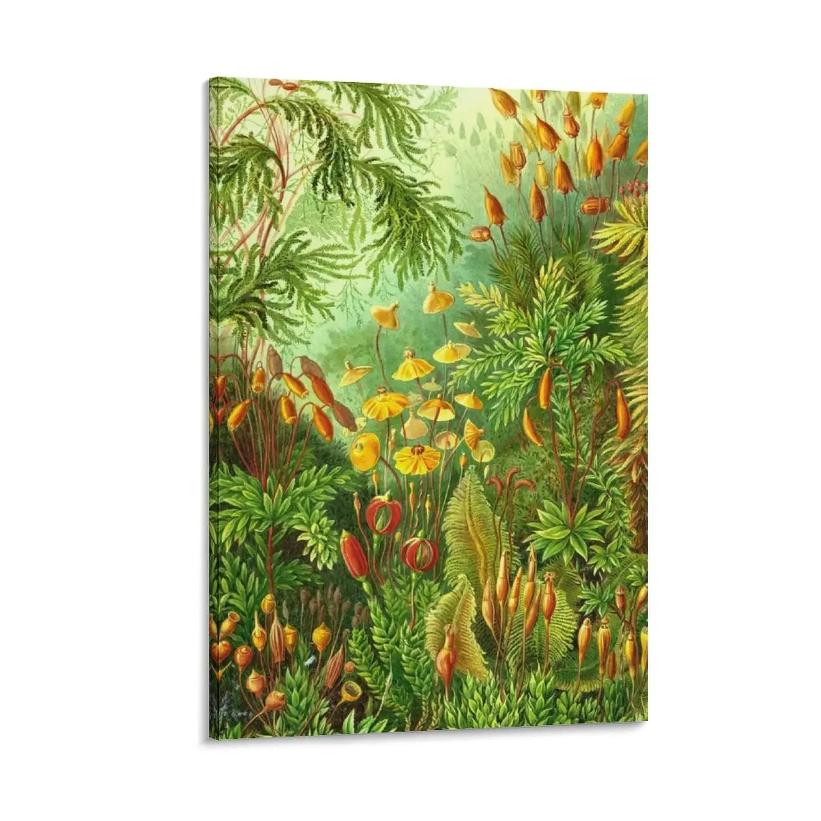 Moss - Ernst Haeckel Canvas Painting home decor decoration aesthetic Home decoration