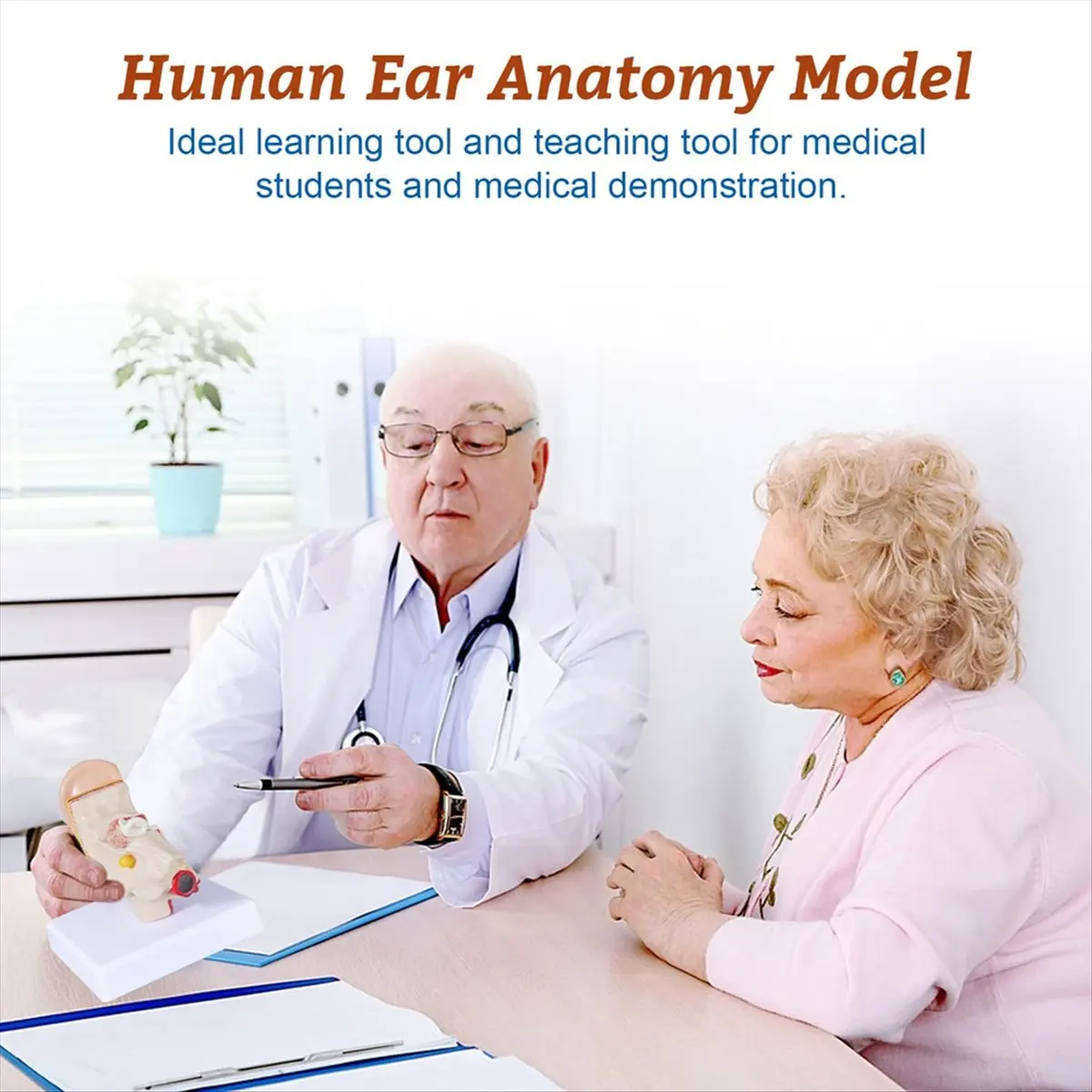 AT16 1.5 Times Human Ear Anatomy Model Showing Organs Structure of the Central and External Ears Demonstration