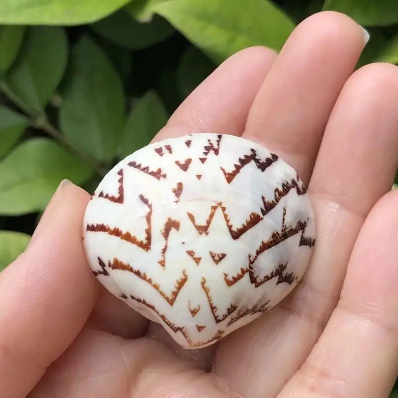 

Meretrix meretrix Linne,Landscape Clam, Natural Shell & Conch, Aquarium Scaping Specimen, Fan Shell, Home Decor Ornament