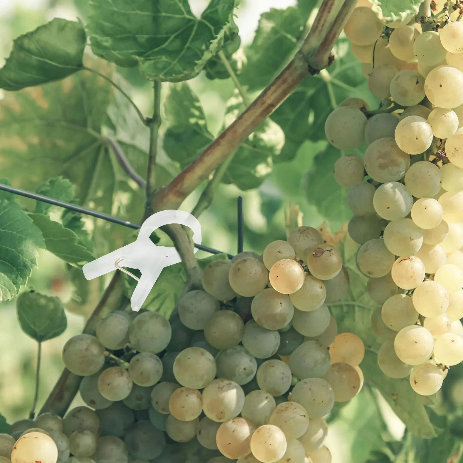 

100Pcs Plant Support Clips Durable Plastic Clips for Garden Plants Climbing Vine Tomato Stem Fixing Plant Clip