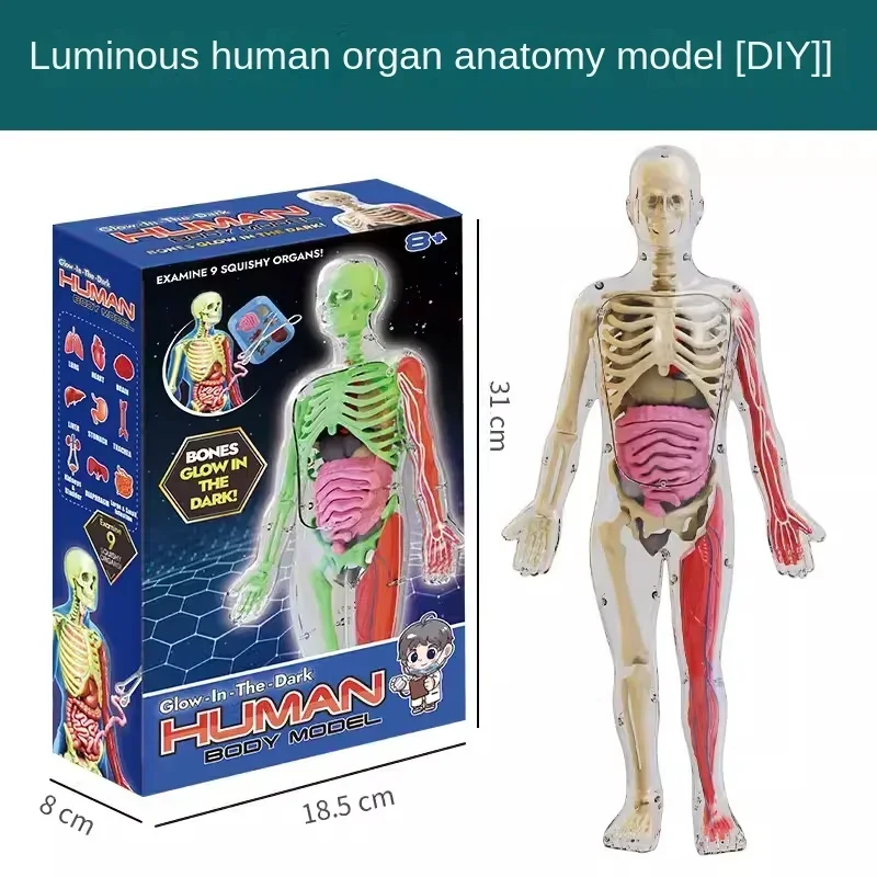ثلاثية الأبعاد لتقوم بها بنفسك عارضة أزياء مضيئة جسم الإنسان نموذج الجذع التعليمية الجمعية تعلم الاطفال اللعب الهيكل العظمي تشريح الجهاز تعليم أداة #6
