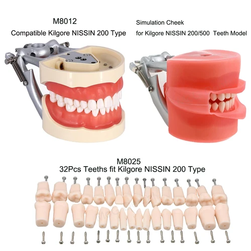 Imagen 2 del producto Modelo de enseñanza de dientes con dientes extraíbles, 32 piezas, simulación de goma, mejilla, modelo de enseñanza Dental, compatible con el tipo klgore NISSIN 200