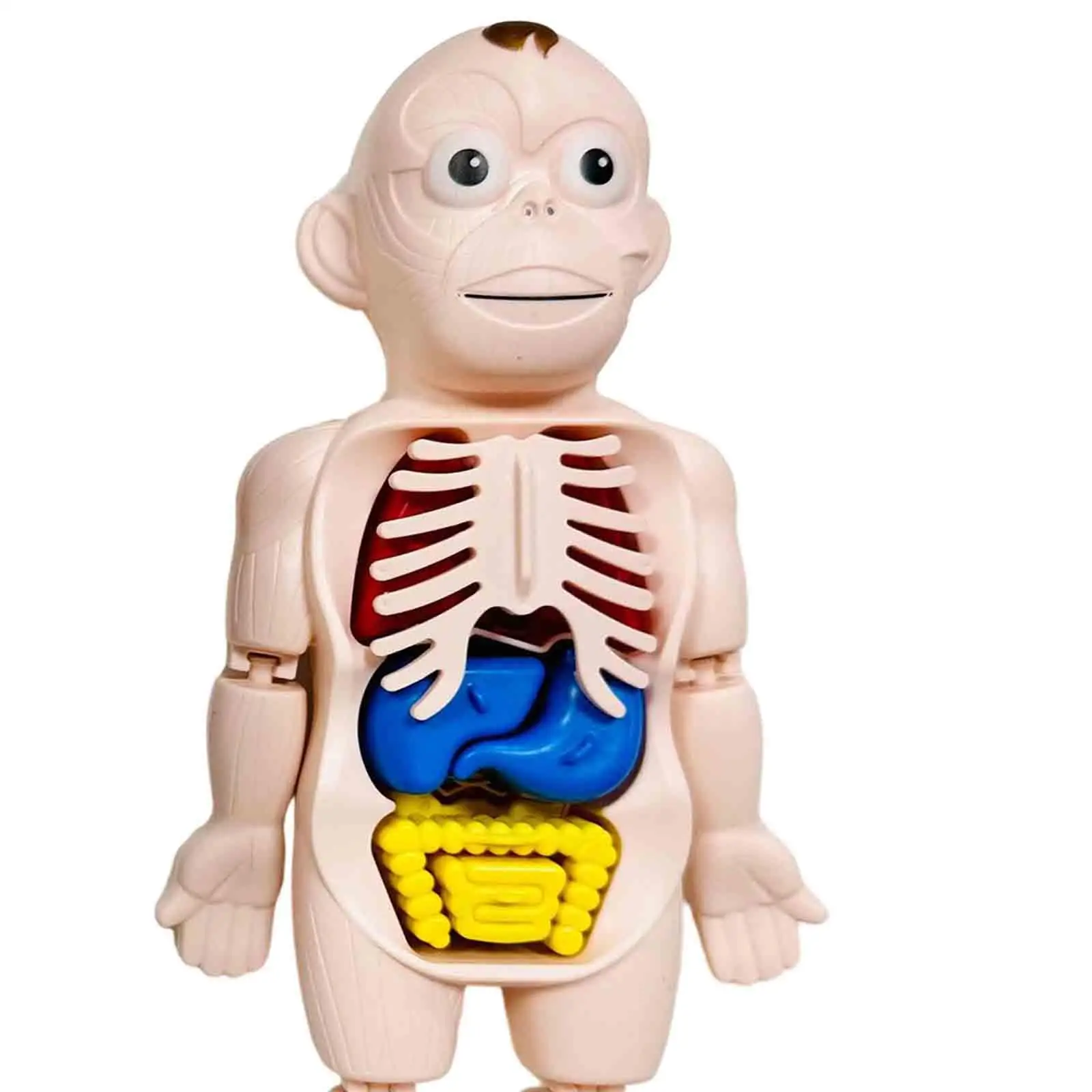 Interactive Human Model for Kids - Educational Body Parts Exploration Kit