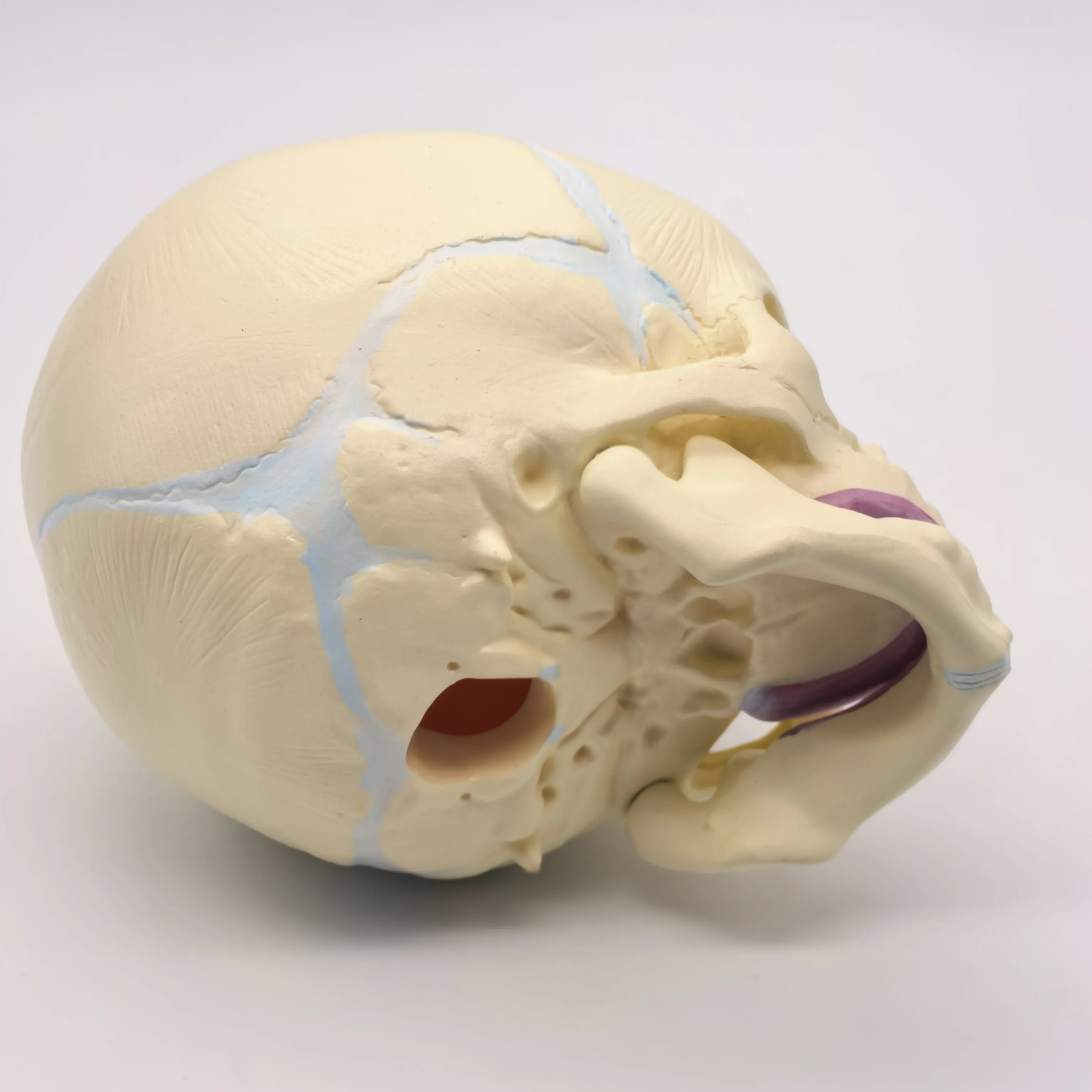 PVC Human Fetal Baby Infant Anatomical Skull Model High Simulation for Medical Art Sketch Educational Toy
