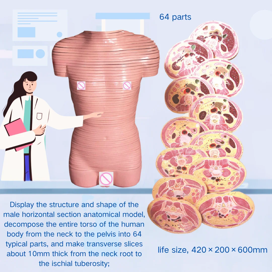 Dissection Model of Male Trunk Transection Layer Medical Science Human Torso Horizontal Tomographic Anatomical Simulator Medico