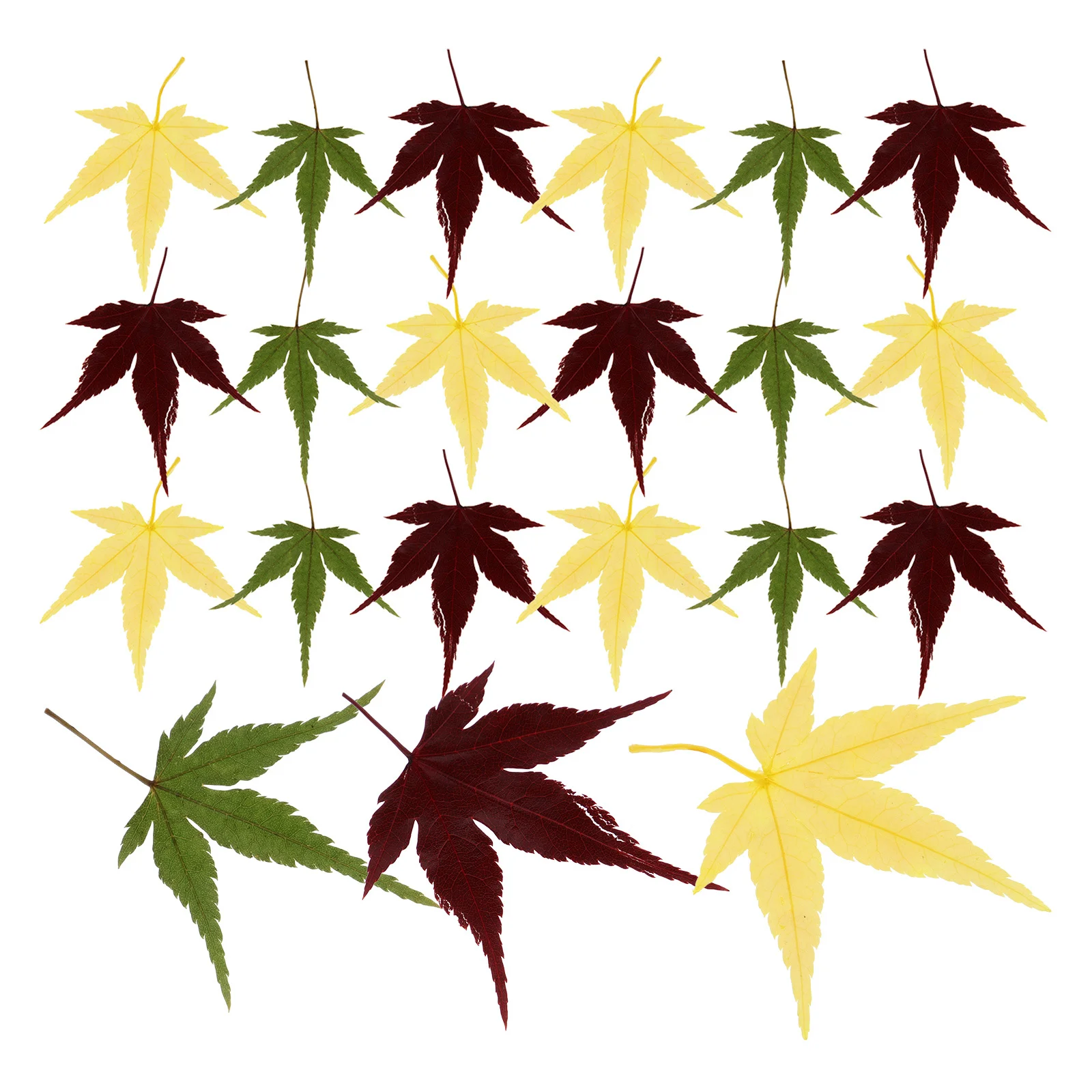 

30Pcs Maple Leaf Sushi Plate Decoration Natural Sashimi Dish Leaf Japanese Food Photography Prop Food Tray Decor