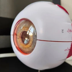 Eyeball Model Anatomical Eyeball Model Medical Learning Aid Teaching Instrument 6X 3X Enlarged Human Eye Anatomical Model