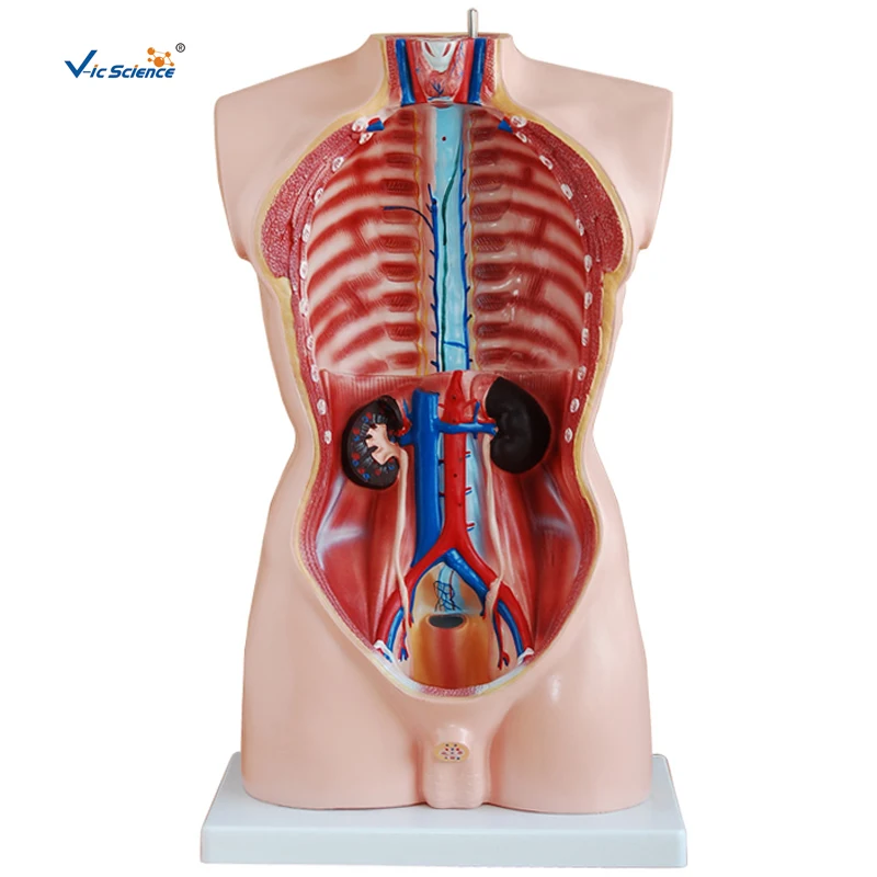 Life Szie 85cm Male Human Body Anatomy Organs Model 19 Parts Medical Science Teaching for Students