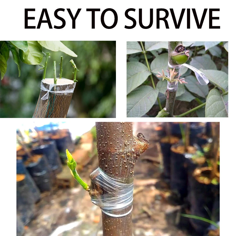 Imagem -04 - Fruit Tree Secateurs Gravar Ramo Jardinagem Cinto de Ligação Laço de Pvc Ambientalmente Biodegradab Enxerto Fita Ferramentas de Jardim