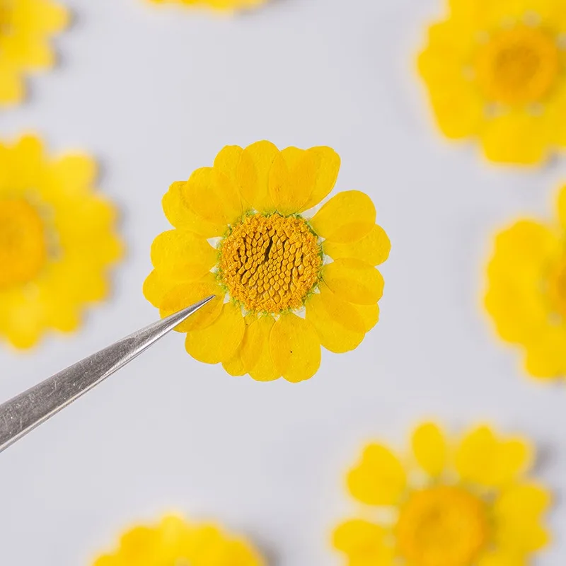 Juego de 12 Uds de flores secas amarillas, 2,5-4cm, flores prensadas naturales reales para bricolaje, relleno de molde de resina, marcapáginas, decoración artística de uñas