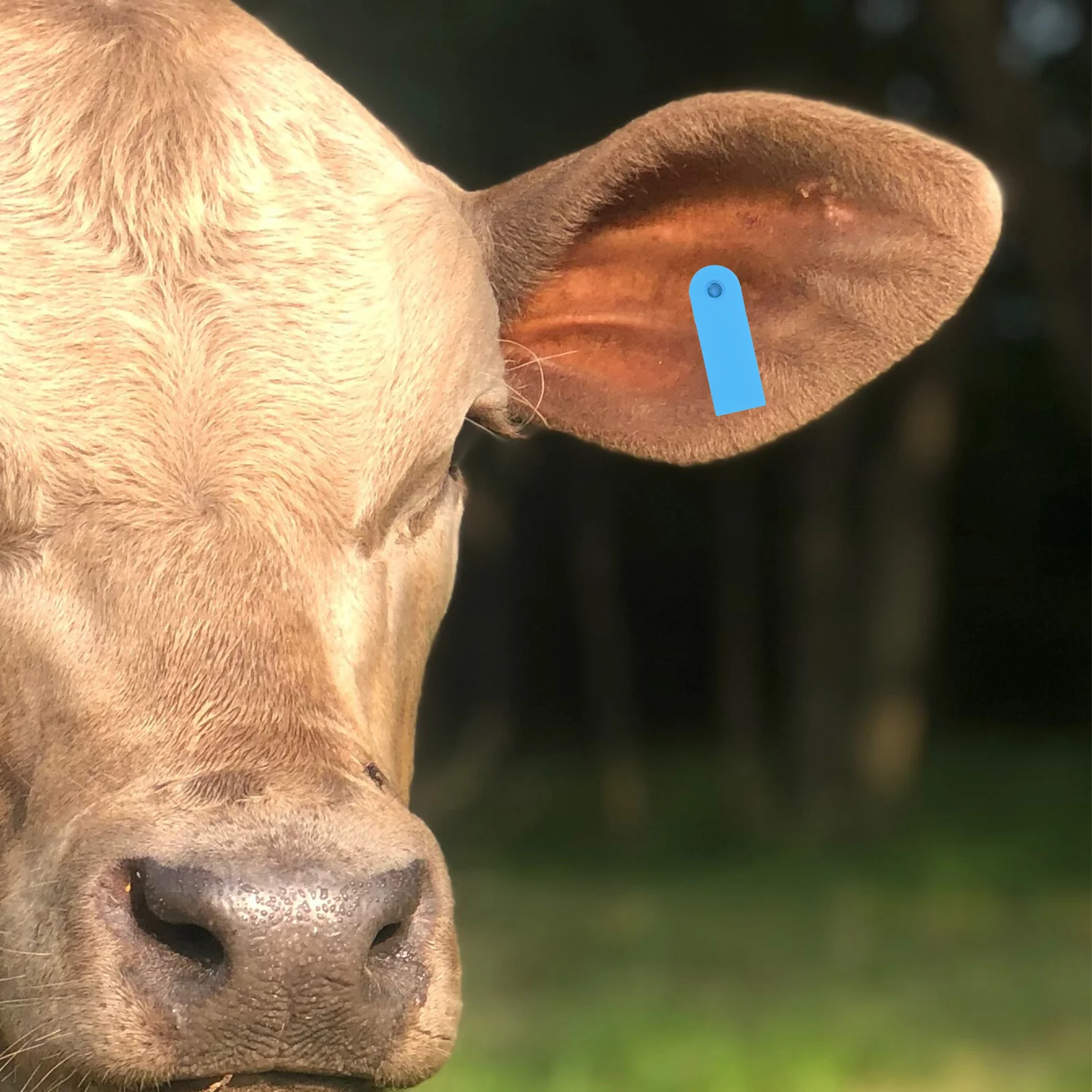 

100pcs Sheep Durable Blank Animal Id For Cattle Pig Cow Veterinary Livestock Tracking Identification Tool Ear Tags For Sheep