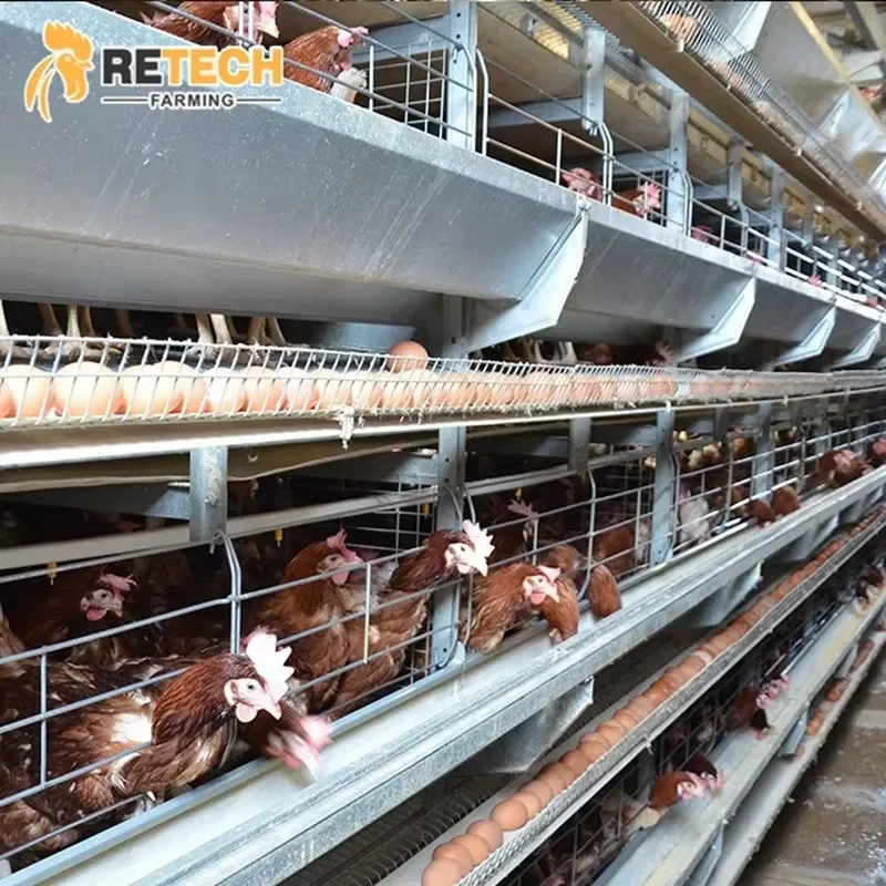 Fully Automated Safe Chicken Raising Battery Cages for Poultry Chicken Layer