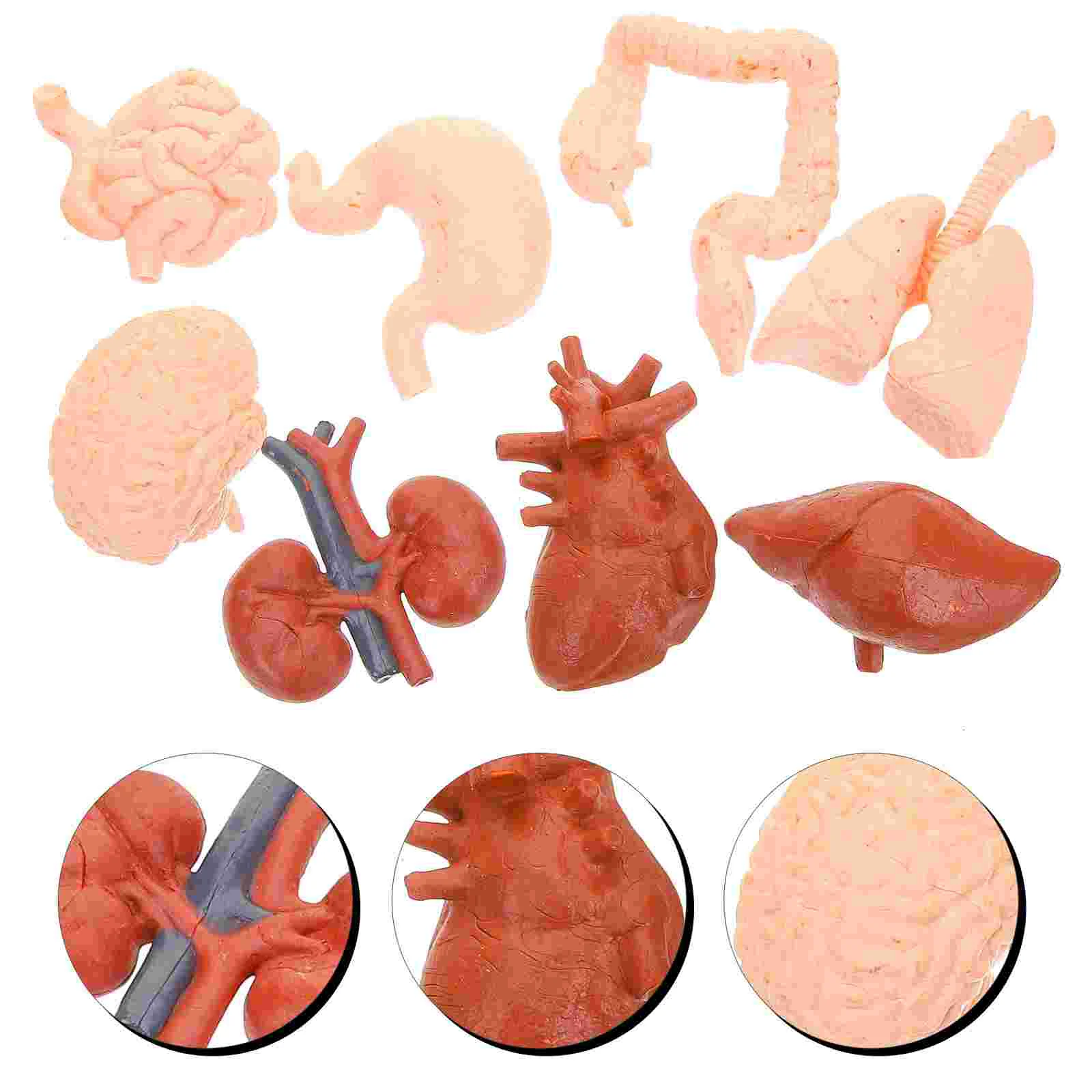

8pcs Simulated Organ Models Human Organ Anatomical Model Teaching Tools artificial organ artificial organ model