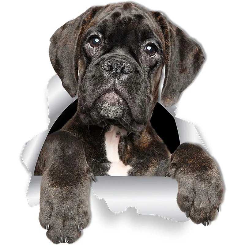 Winston & Bear Grumpy Boxer Dog Wall Decals oilet Sticker  Car Window and Bumper Sticker Retail Packaged Boxer 15CM PVC KK