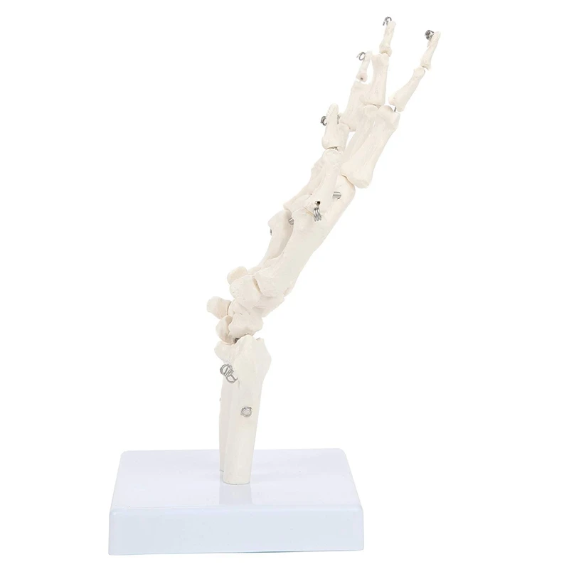 A34M-نموذج مفصل اليد البشرية نموذج الهيكل العظمي التشريحي أداة دراسة التشريح البشري