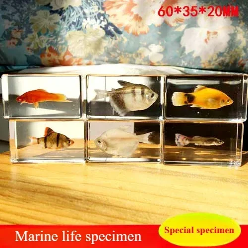 New Insect Specimen Preschool Education Science Cognition Transparent Resin Specimen Preschool Education Products Marine Biology