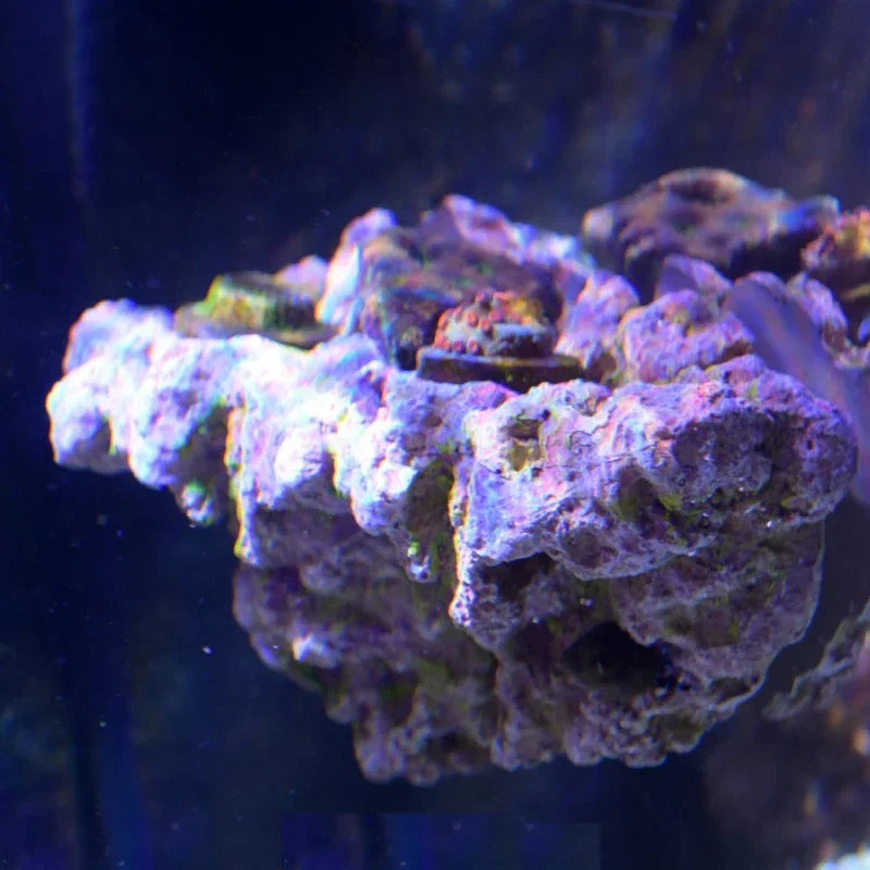 Magnetic Coral Frag Rack Holder Turtle Basking Platform Rock Aquarium Decoration for Fish Tank Landscaping