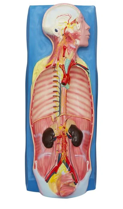 

Autonomic Nerve Anatomy Model Medical Science Neuroanatomical Simulator Educational Assistance Teaching Aids for Middle School