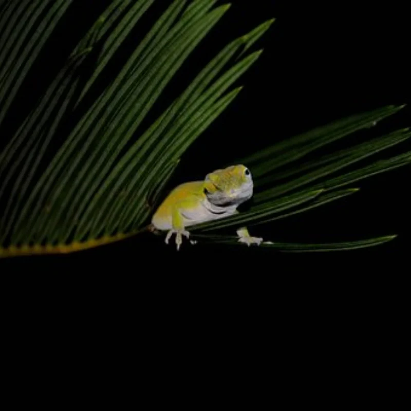 

Броня шасси из нержавеющей стали, защитная пластина для LEILALUO XTS P121/12, металлическая деталь для обновления радиоуправляемого автомобиля