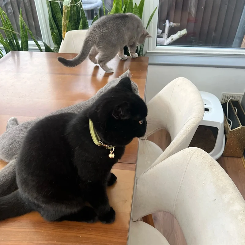Cord-Katzenhalsband mit Namensschild, Glocke, Fliege, personalisierte, individuell gravierte Katzenhalsbänder für Katzen – Detail 1