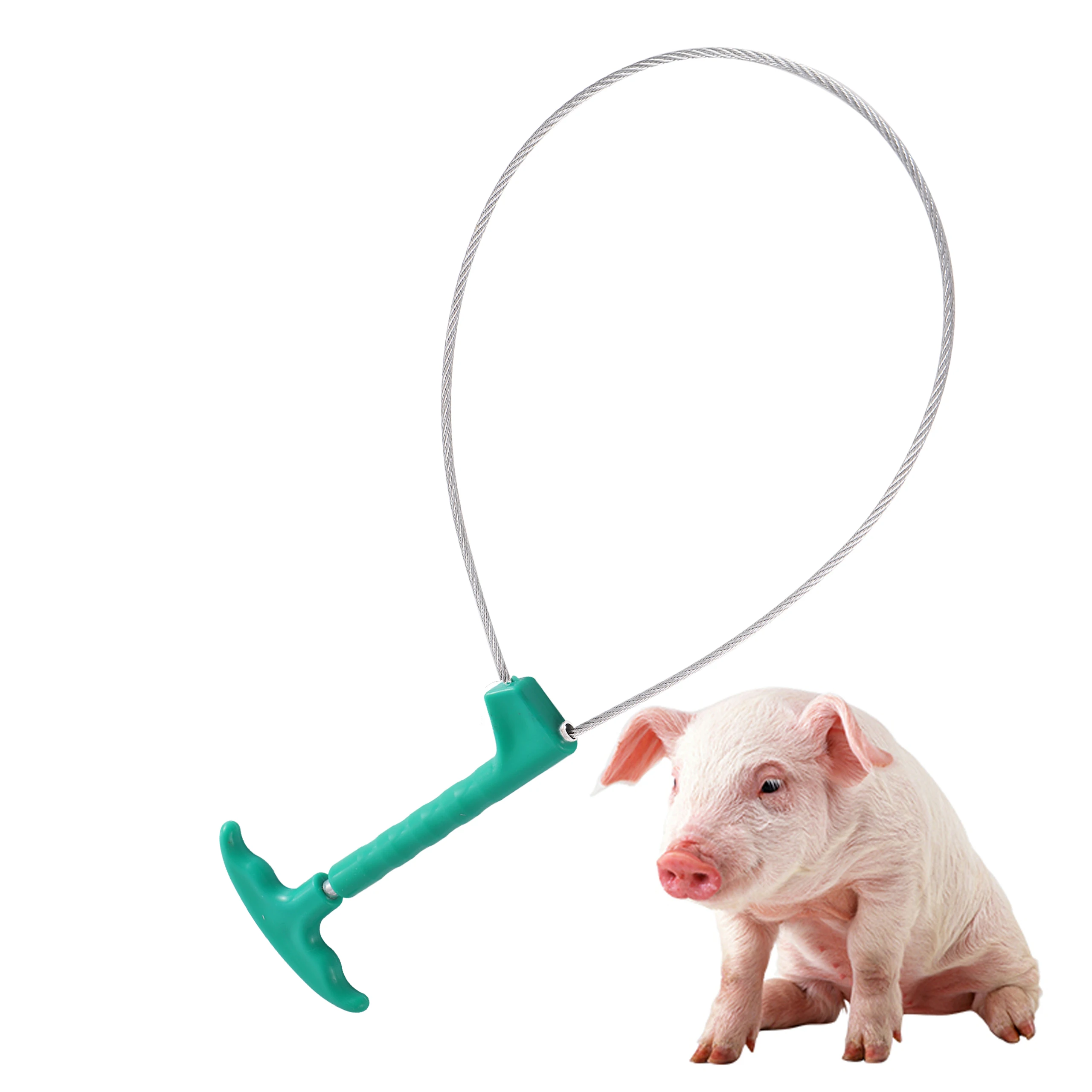 100 Anneaux Caoutchouc Élastiques Pour Queue D’Animaux – Castration & Écourtage Porc, Mouton, Bovin