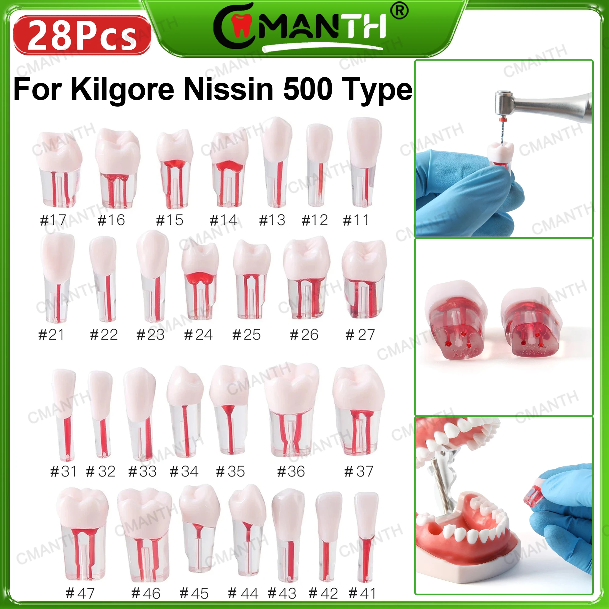 

Dental Model Endo Root Canal Teeth Model Study RCT Practice Typodont Fit Kilgore Nissin 500 Type For Dentistry Training Teaching