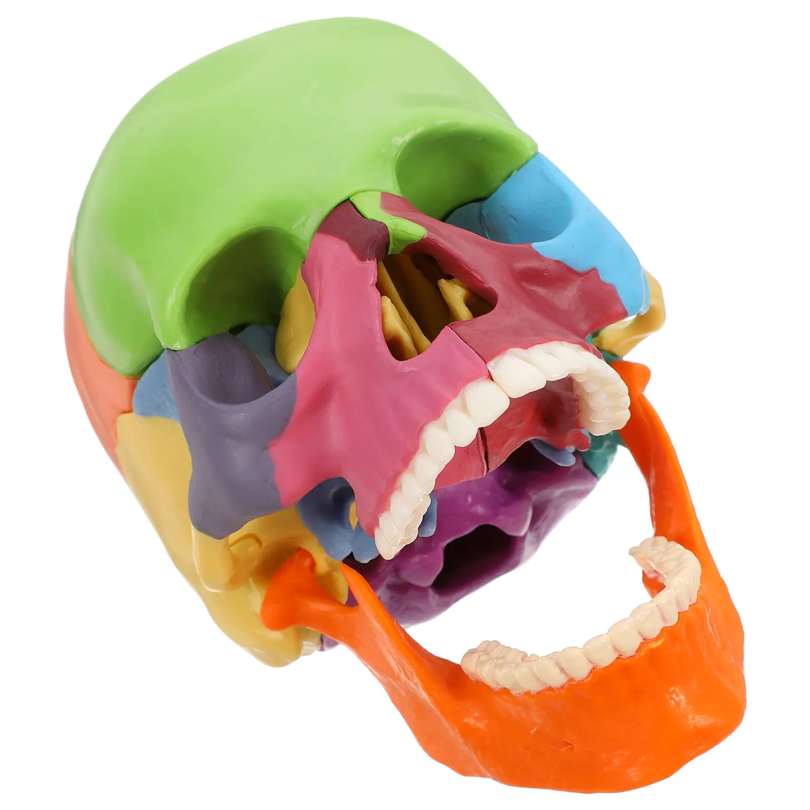 Colored Detachable Human Skull Anatomy for Science Classroom Anatomical and Physiology Study Tools