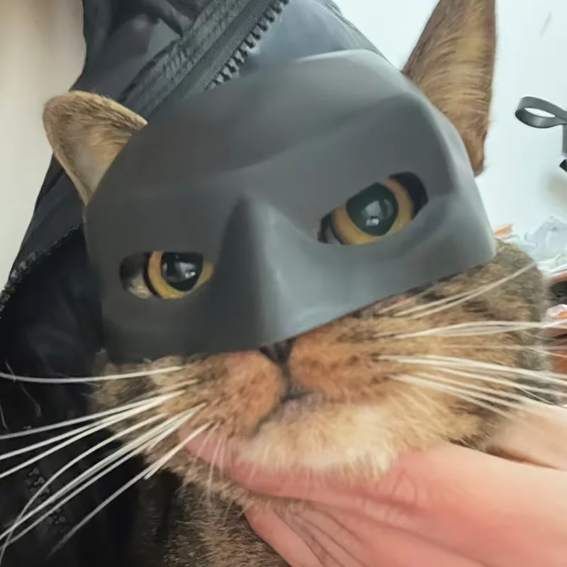 Schwarze Fledermaus/Weiße Katzen-Fotomaske für Streiche und lustige Halloween-Partys, Haustier-Zubehör – Detail 5