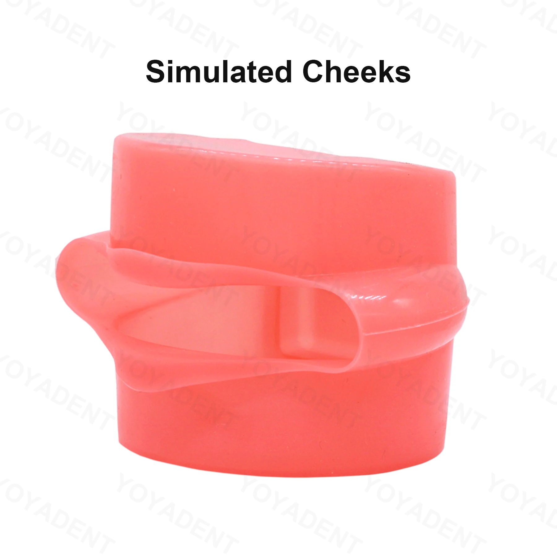 Dental Teaching Model Removable Tooth Model Simulated Cheek Doctor-Patient Communication Model Soft Gums Are Removable