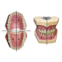 Teeth Model Fit Frasaco Teeth Model Dental Teaching Model Demonstration Tooth Model Removable 32 pcs Teeth Available