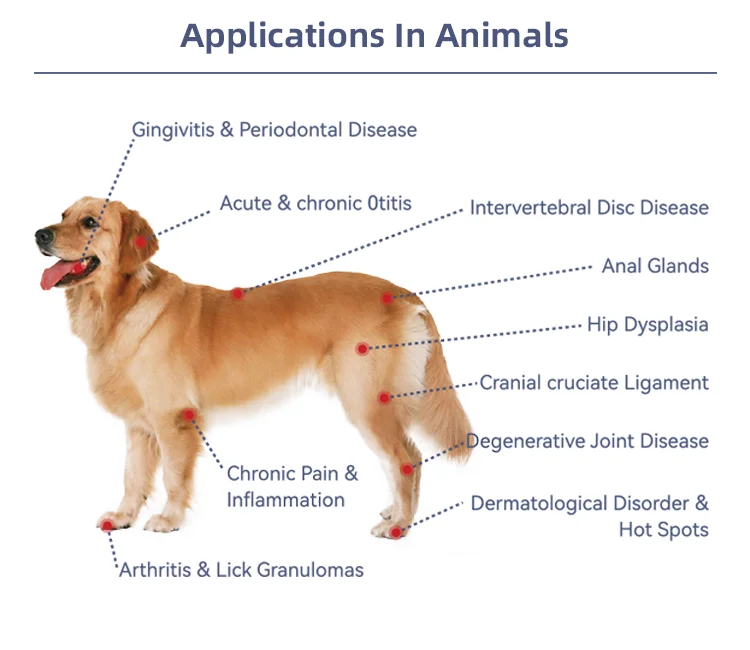 수의학 통증 관리 침술 LLLT 물리 치료 저수준 동물 애완 동물 관절 통증 치료