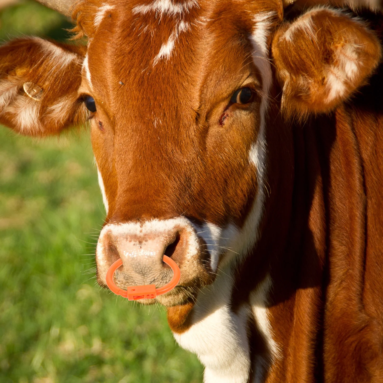 

10 Pcs Cattle Nose Ring Durable Plastic Material Livestock Supply Cow Traction Tool Farmer Management Accessory Safe Reliable