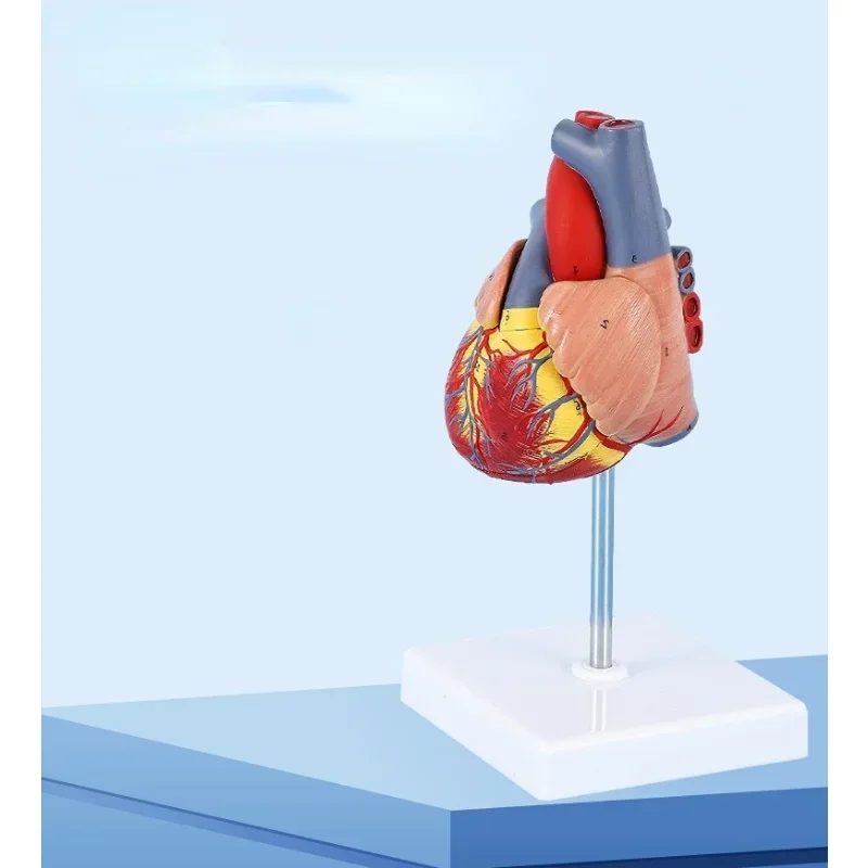 Upgrade 1: 1 Human Heart Model, Anatomically Accurate Heart Model Life Size For Science Classroom Study, Numbered / Not Numbered