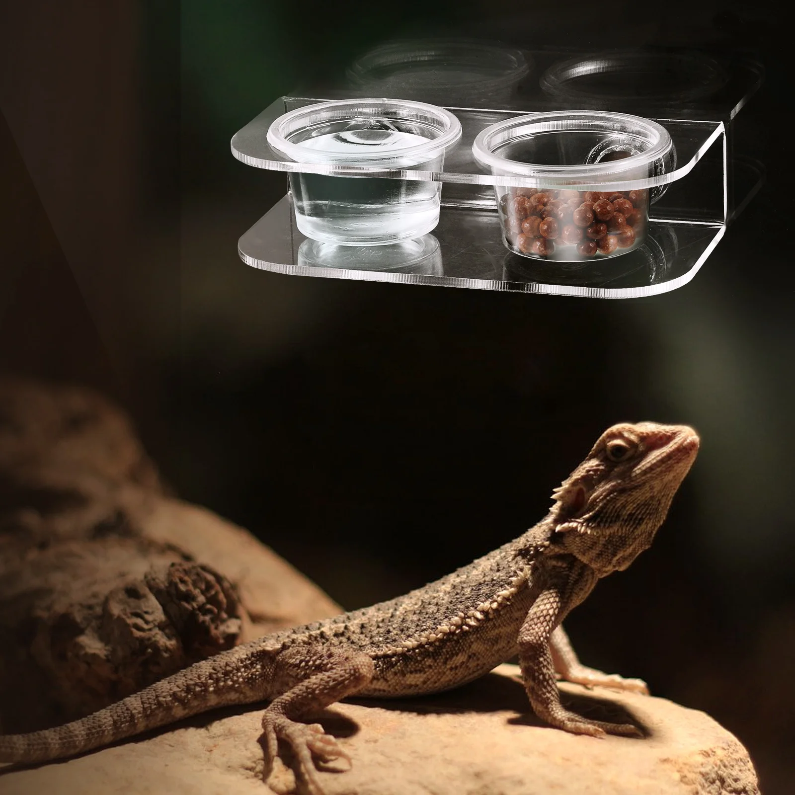 

Reptile Feeding Dish Premium Acrylic Durable Gecko Feeder Cups 10 Replacement Bowls Pet Feeder Reptile Feeding Cups