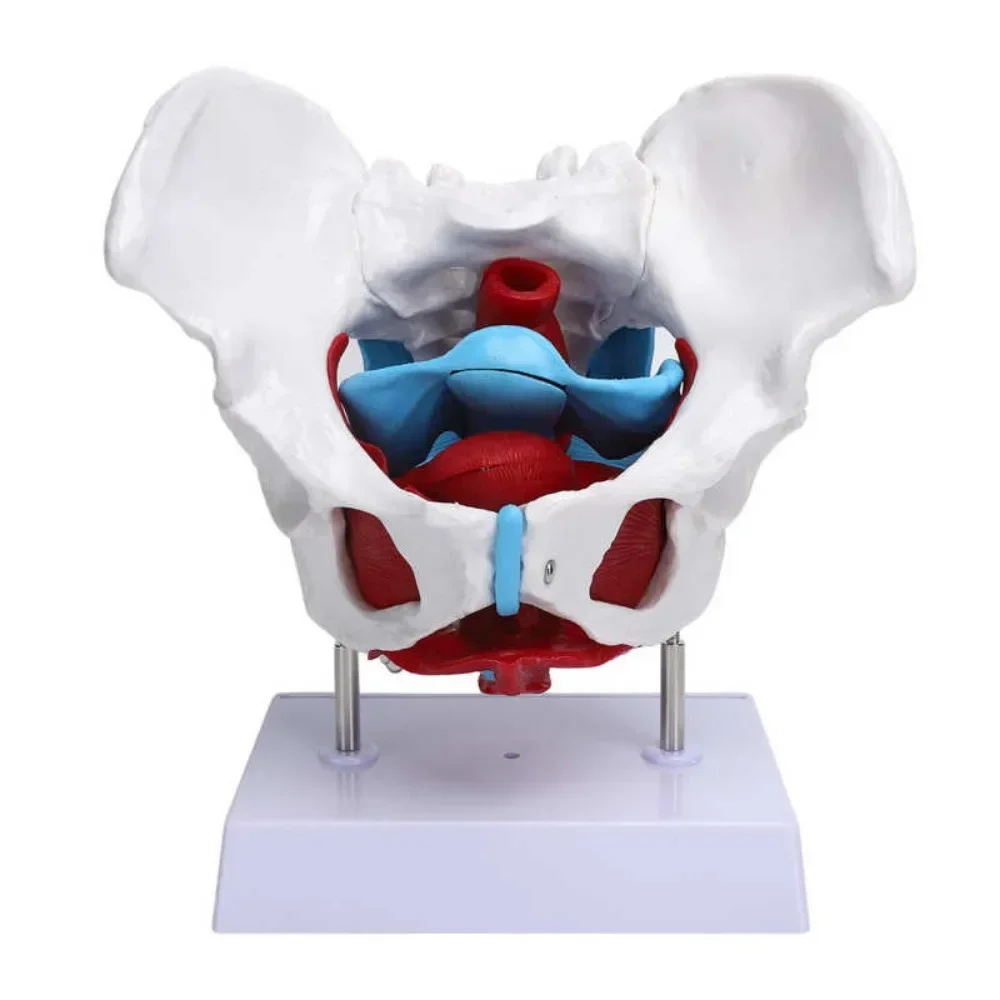 Female Pelvis Muscle Female Reproductive System Pelvic Bone Detachable Pelvis Model Sacrum Hip Bone Human Skeleton Anatomy Model