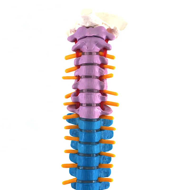 Modèle de vertèbre cervicale anatomique humaine de 45CM, colonne cervicale avec artère du cou, disque d'os occipital et modèles nerveux colorés, nouveau